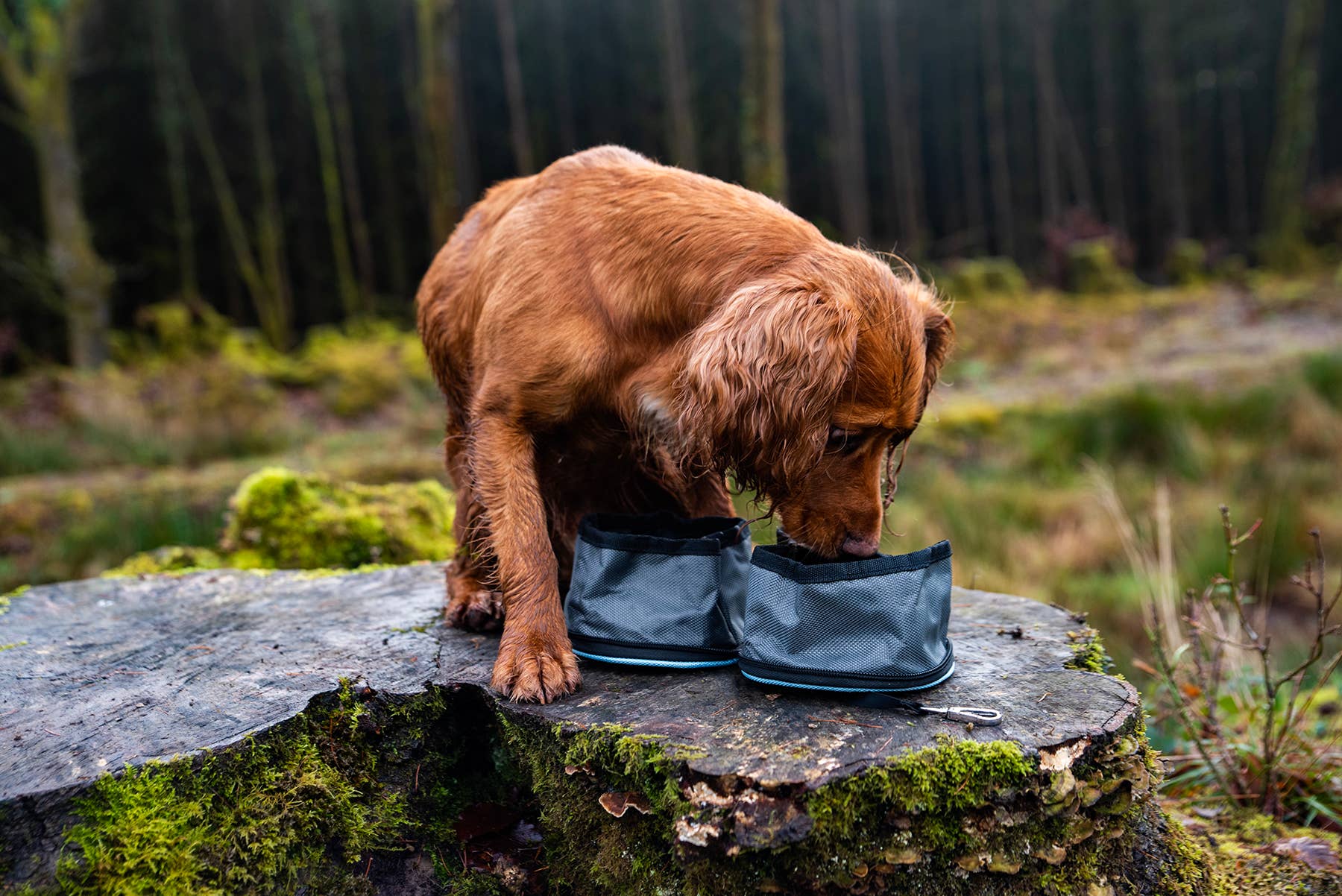 Paws on the Go – Collapsible Dog Travel Bowls