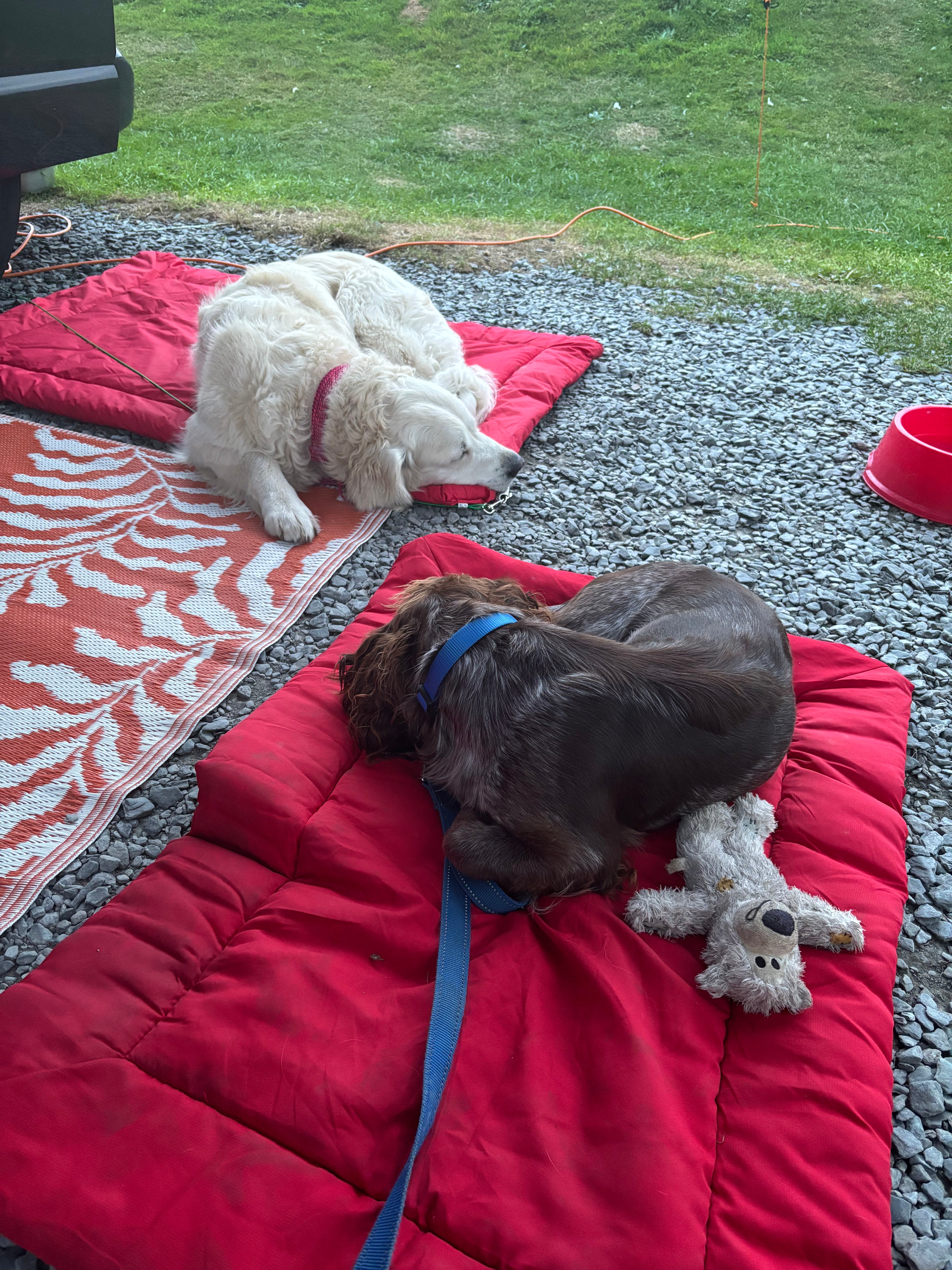 TrailPaws Waterproof, Non-Slip, Travel Dog Bed