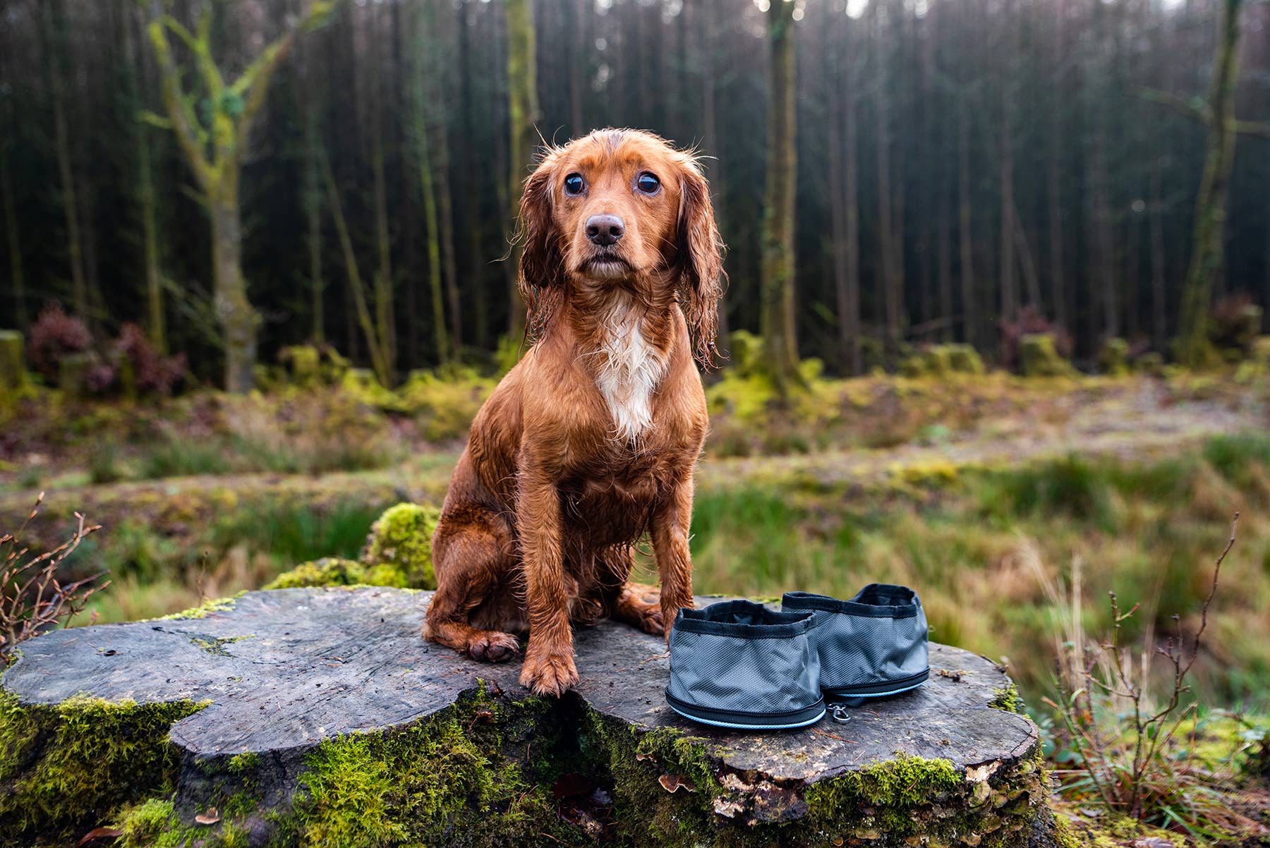 Paws on the Go – Collapsible Dog Travel Bowls
