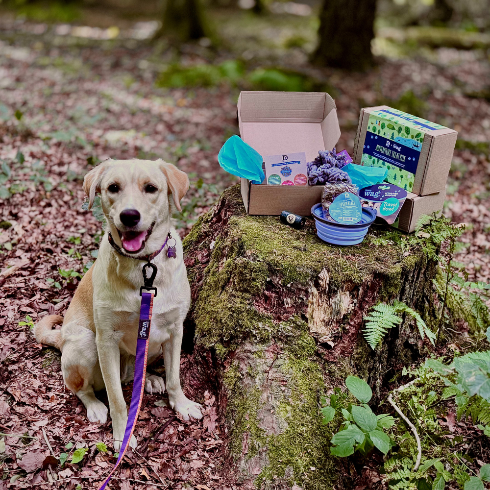 The Happy Tails Adventure Kit