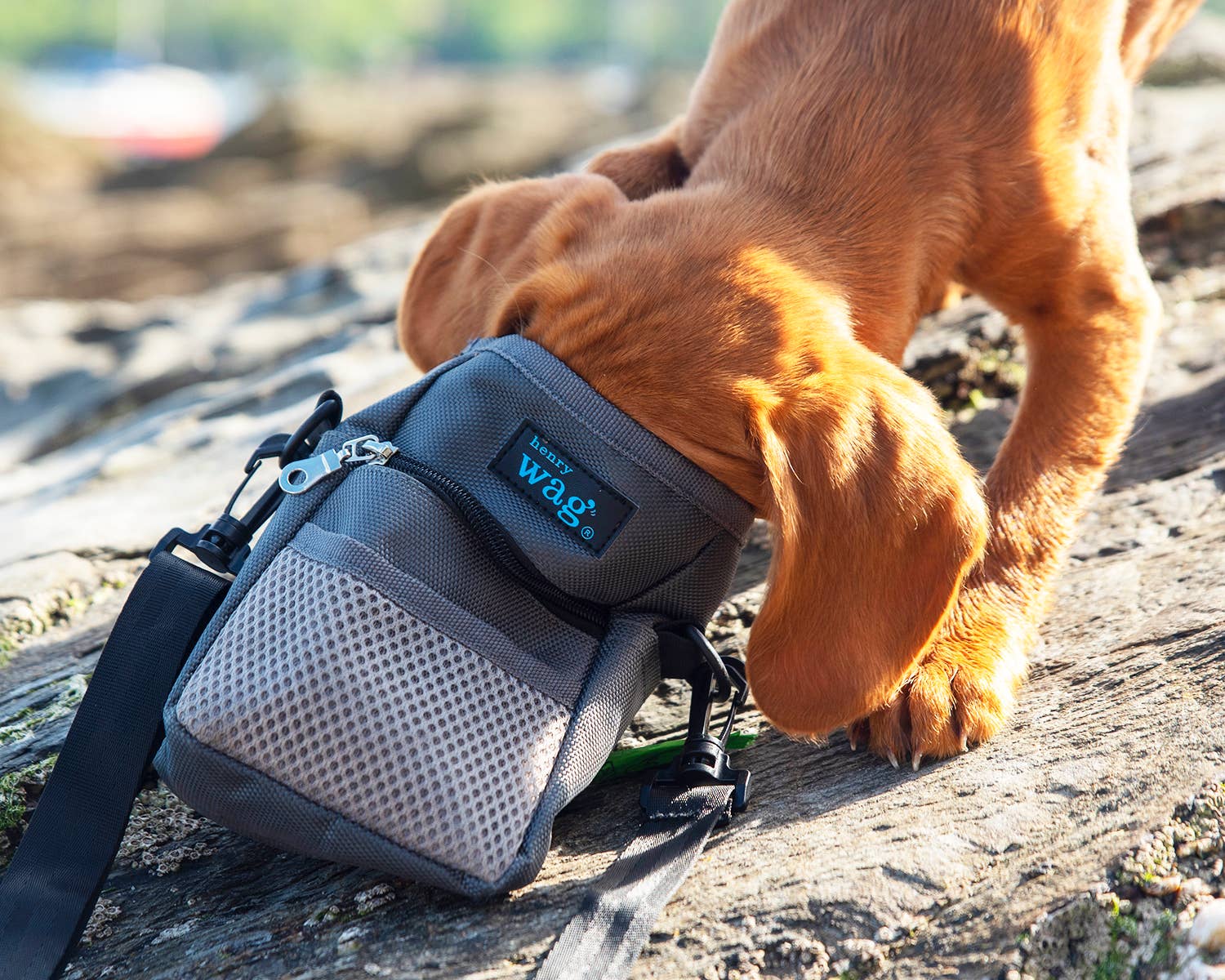 Paws on the Go - Dog Treat & Travel Bag