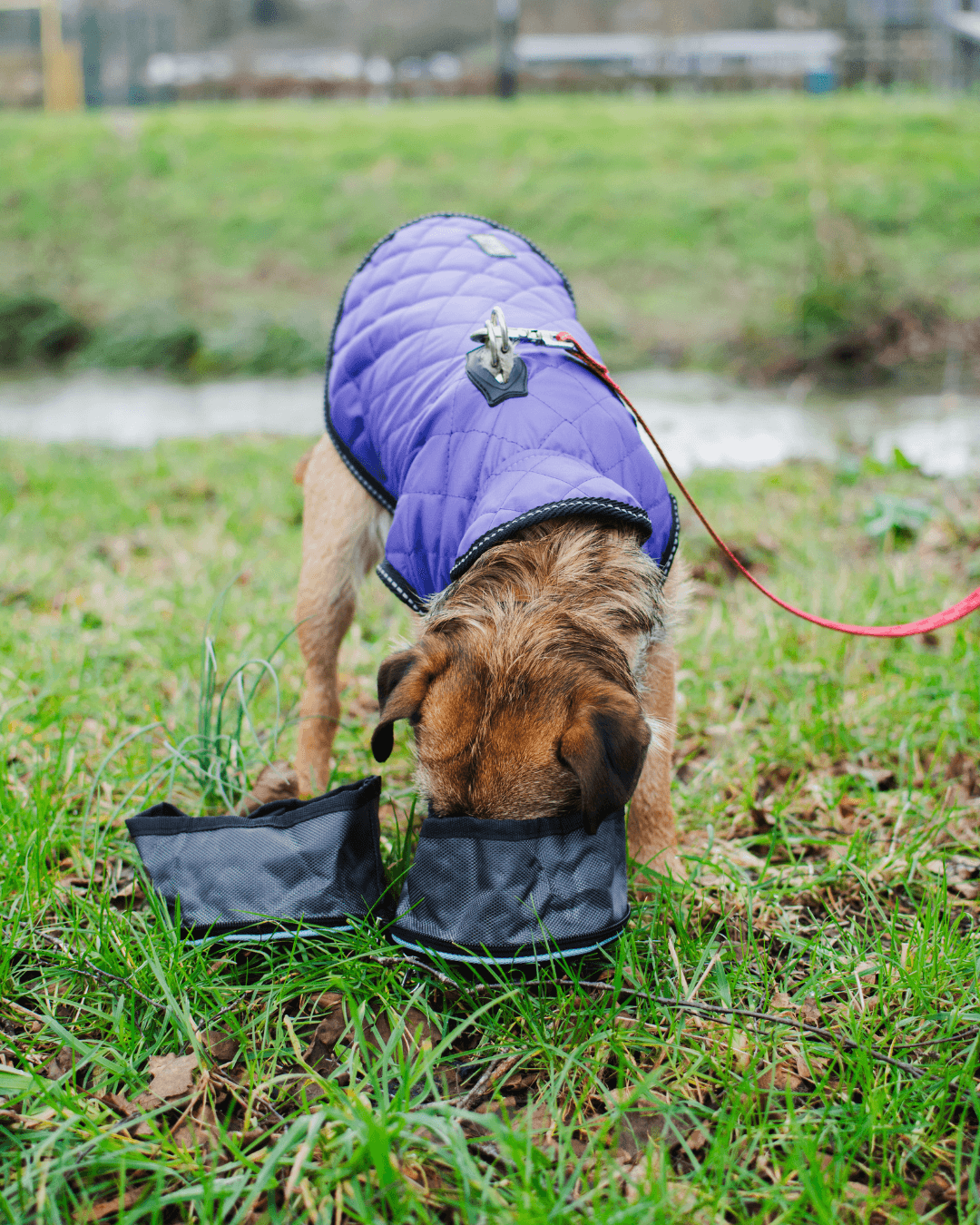 Paws on the Go – Collapsible Dog Travel Bowls